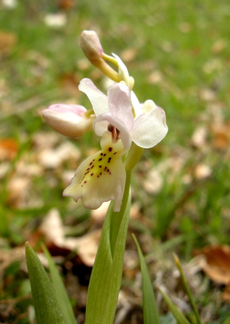 Orchis colemanii